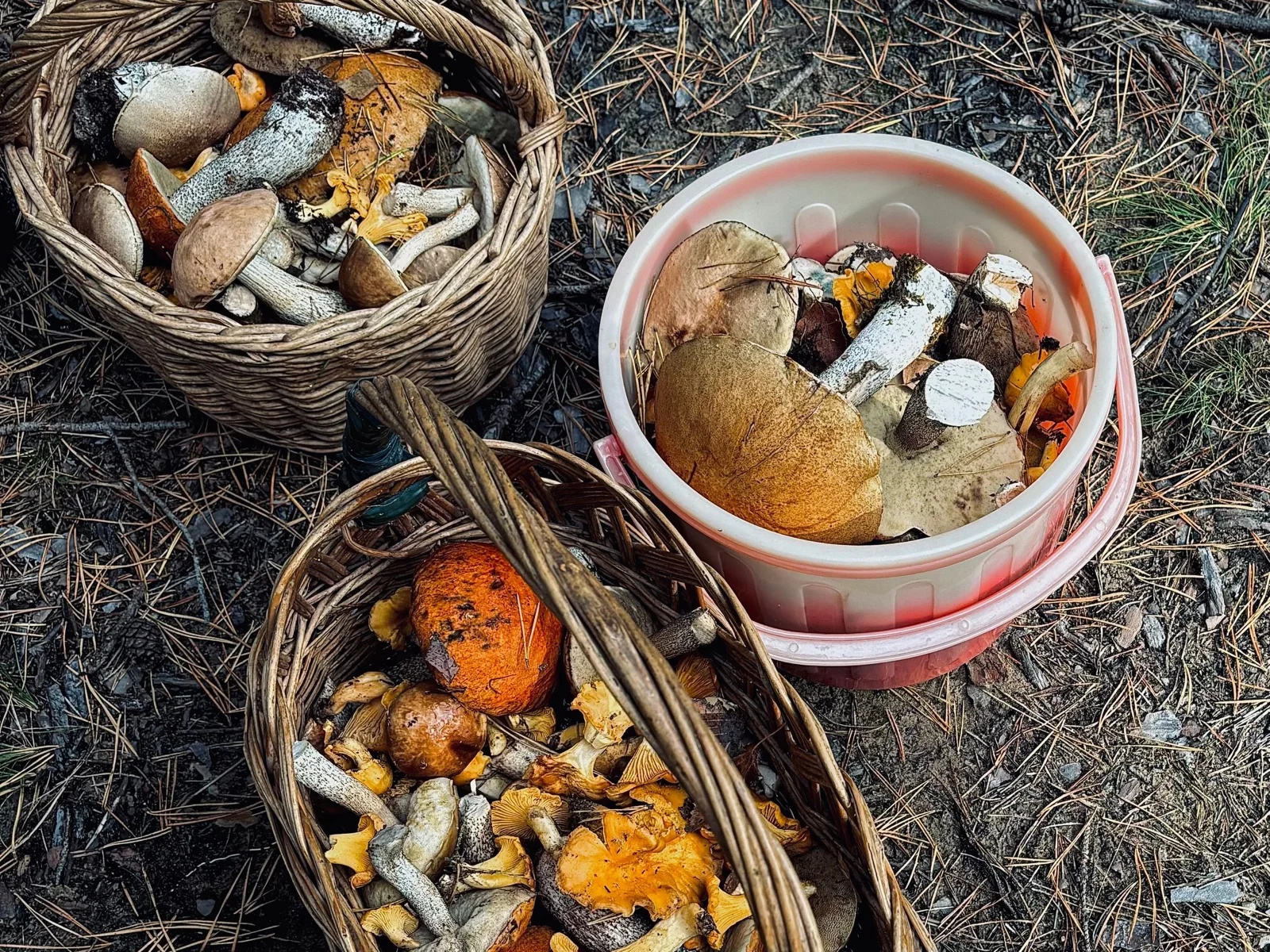 Baskets filled with freshly foraged forest mushrooms