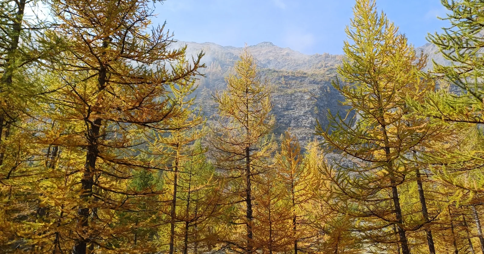 Golden larch trees beneath a mountain ridge in autumn