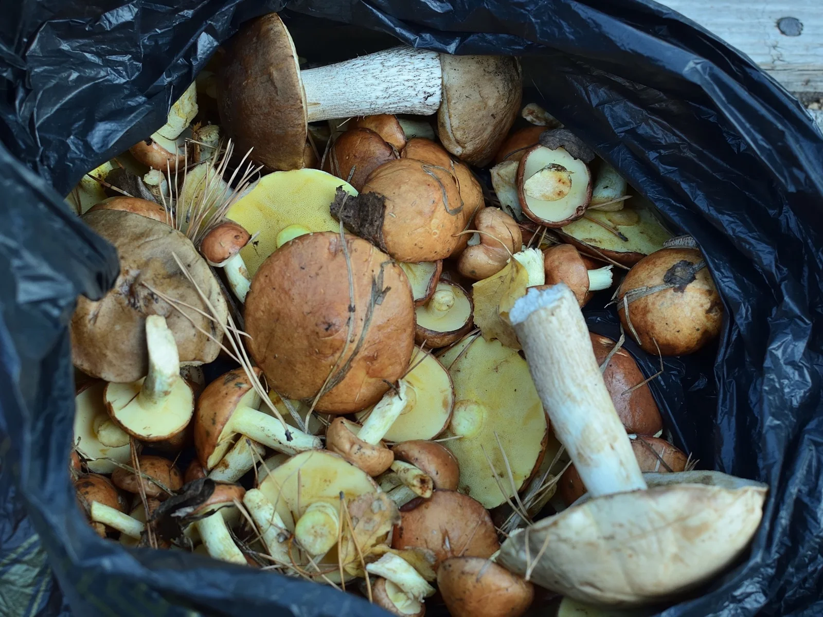 A collection of freshly foraged mushrooms