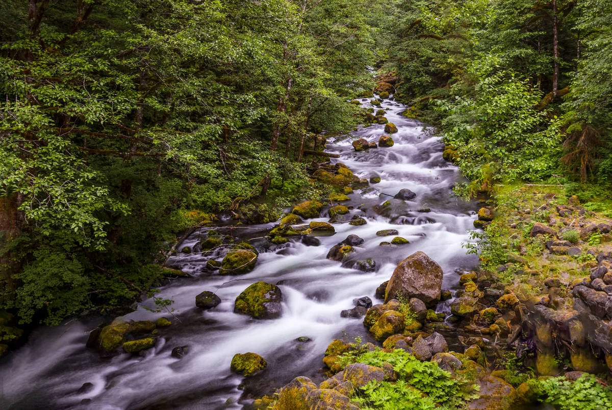 A mountain stream flowing through a dense green forest